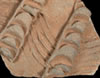 Applique and Incised surface decoration / decorative technique example