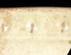 Bead rim motif example