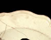 Royal Pattern rim motif example