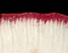 Shell Edged rim motif example