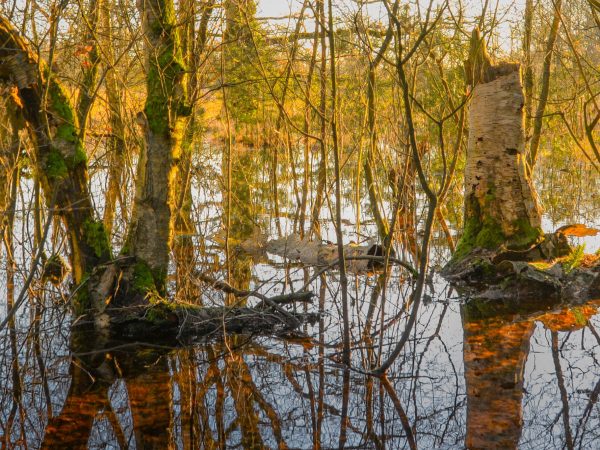 trees in standing water at sunset