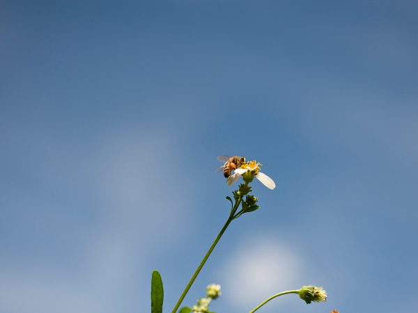 bee on flower against blue sky