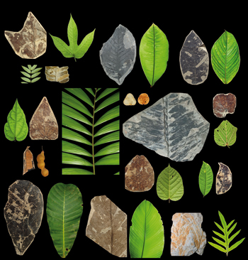 fossils and present day plants