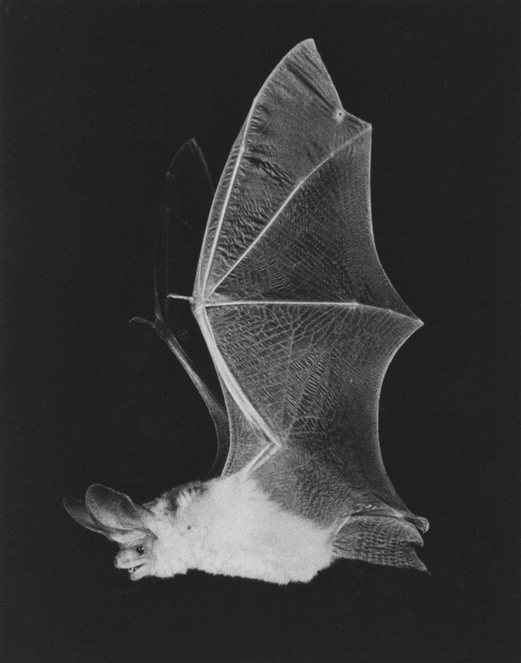photo of bat in flight