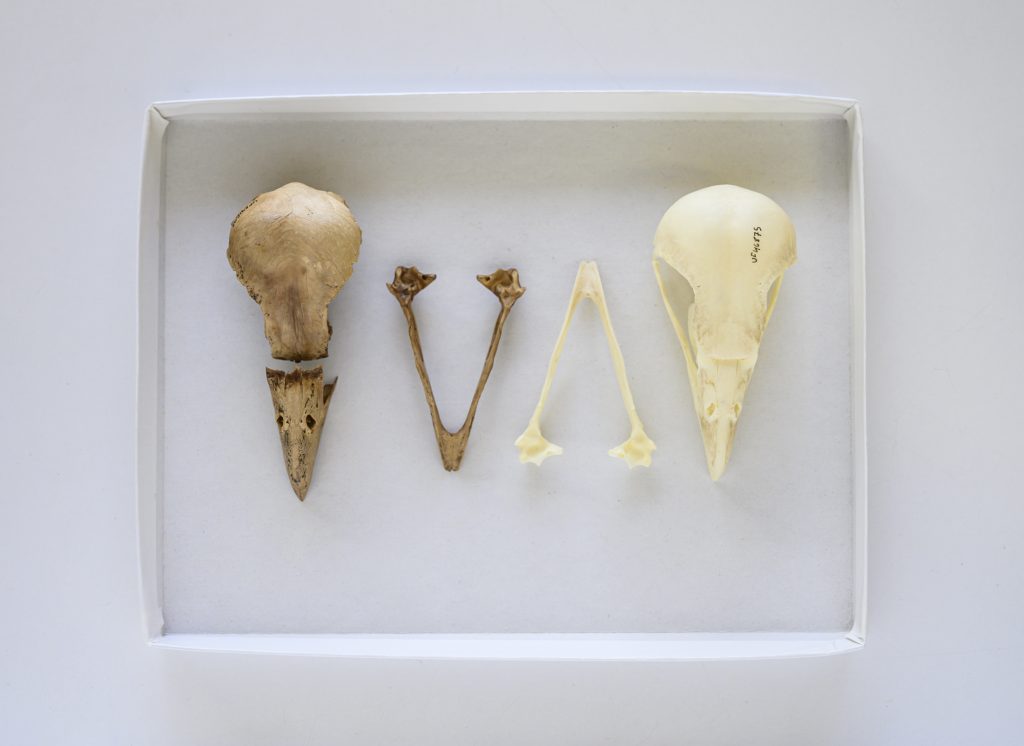 fossil bird skull and mandibles next to modern bird skull and mandibles