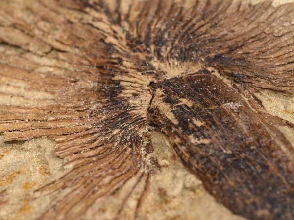 A close-up of an ancient palm's fossilized frond imprint