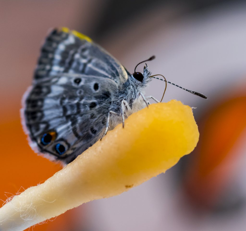 butterfly feeding on Gatorade-soaked swab