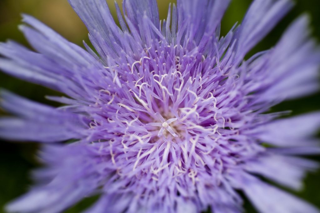 purple flower