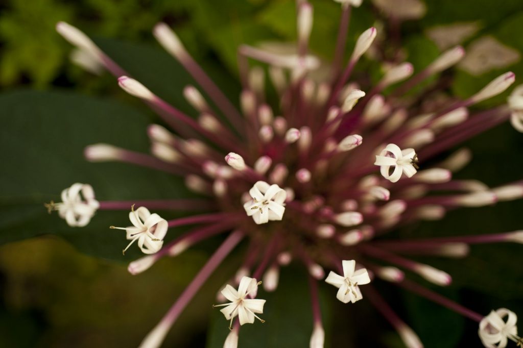 small white flowers on red stalks