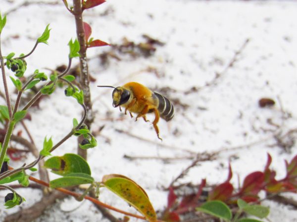 fuzzy orange bee in flight