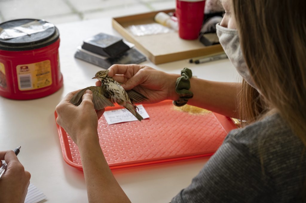 Rachel examines an ovenbird wing