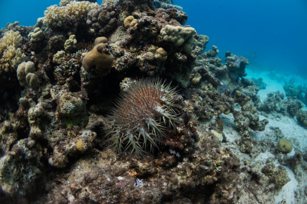 Photograph of a starfish.