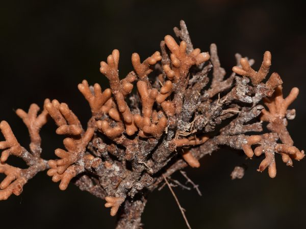Swartzia polyphylla root nodules photographed against a black background.
