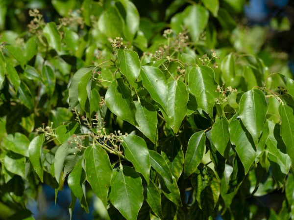 Photograph of the leaves of a tree up close.