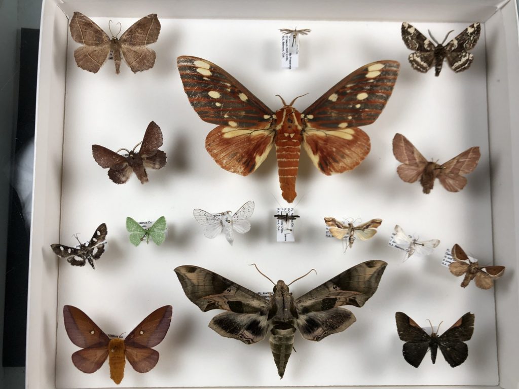 picture of assorted moths
