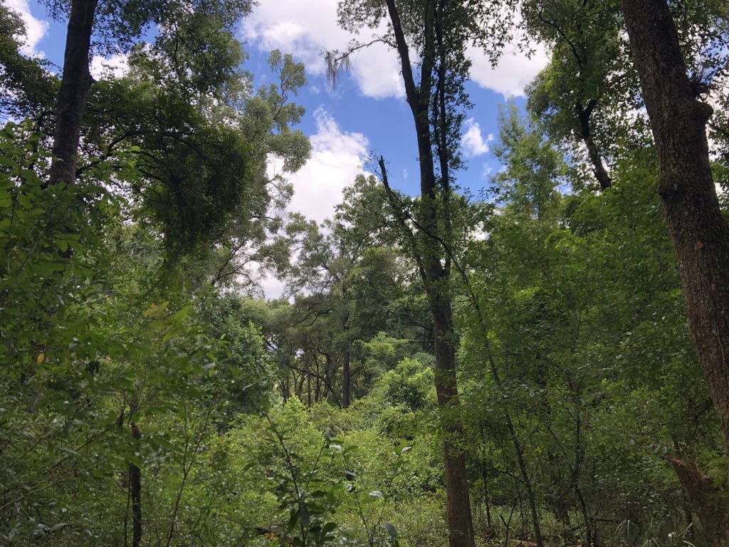 picture of woods