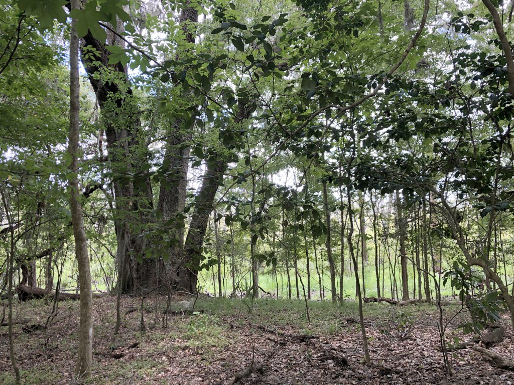 picture of large tree in woods
