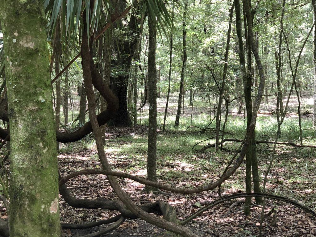 picture of grapevine in woods