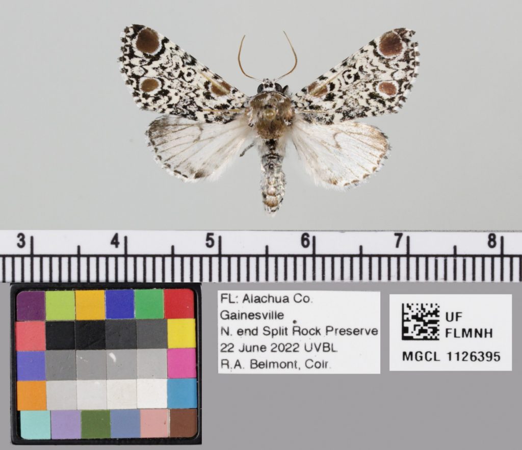 picture of a moth