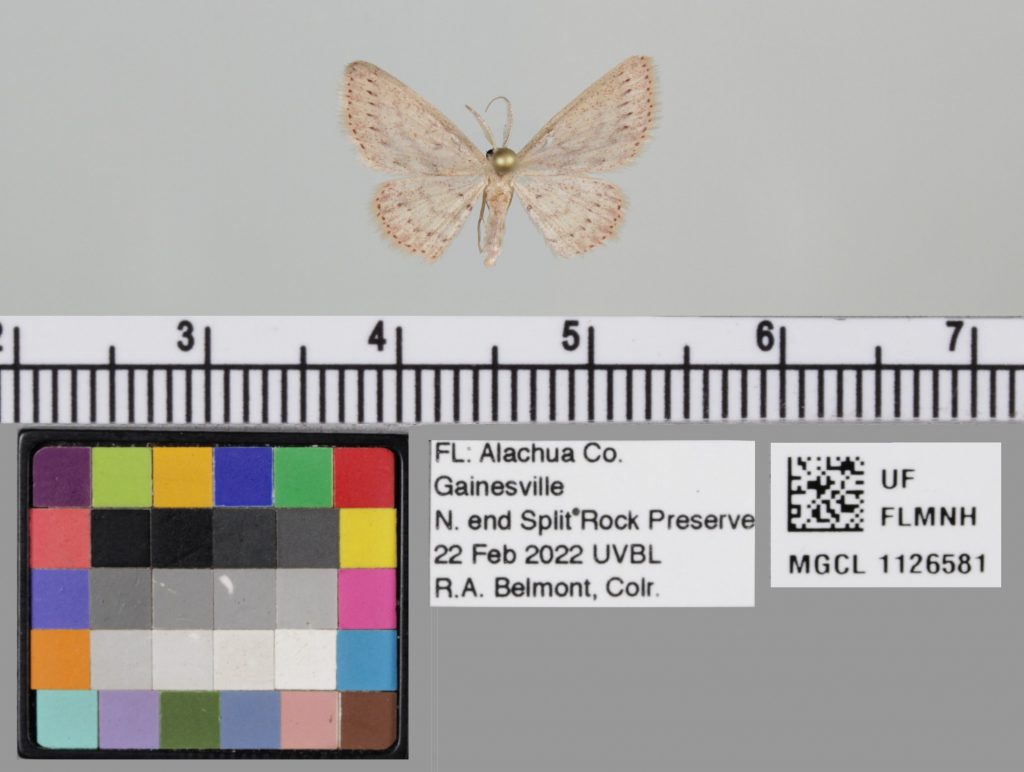 picture of a moth