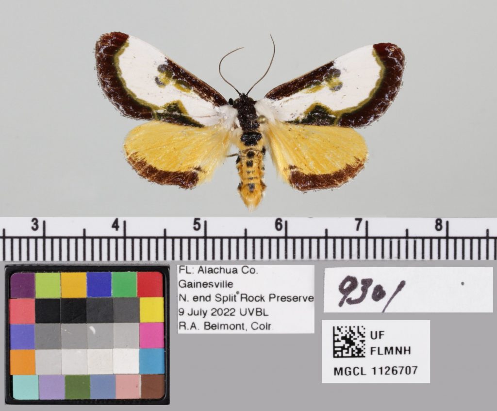 picture of a moth