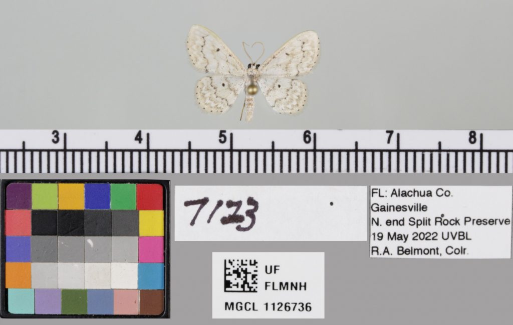 picture of a moth