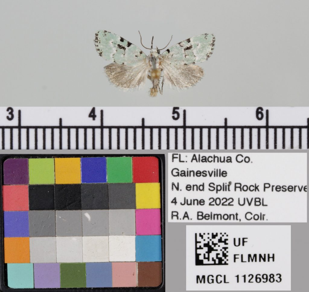 picture of a moth