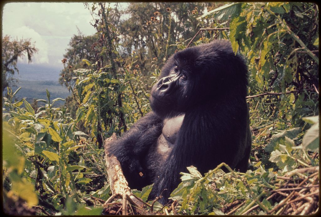 Large gorilla looks at the camera