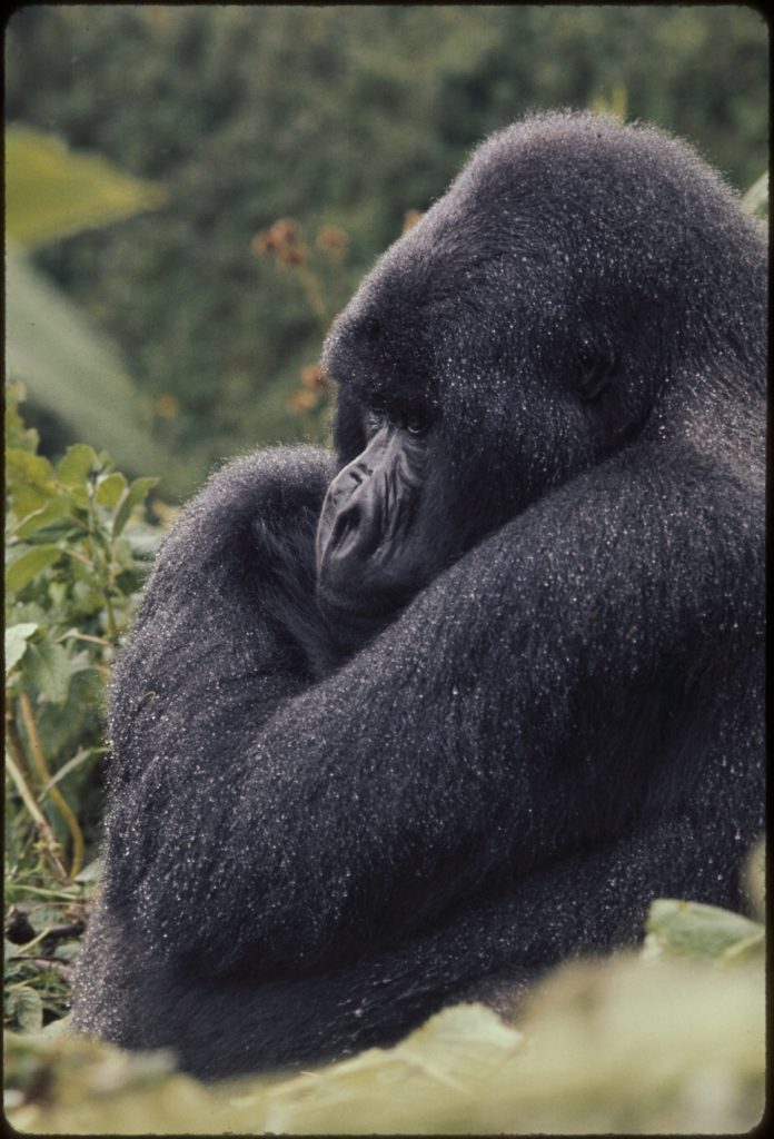 silverback gorilla